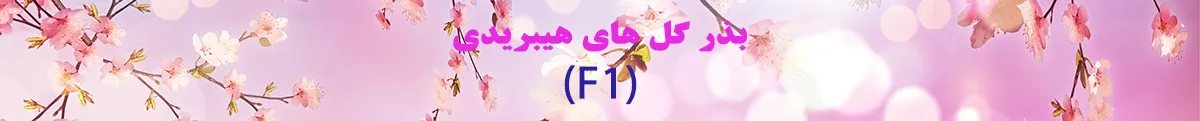 بذر گل های هیبریدی (F1)