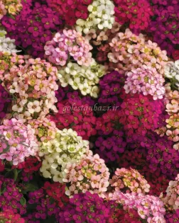 بذر گل آلیسوم/گل عسل (Easter Bonnet Mix)