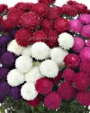بذر گل مینا چمنی (Bonita Mix)