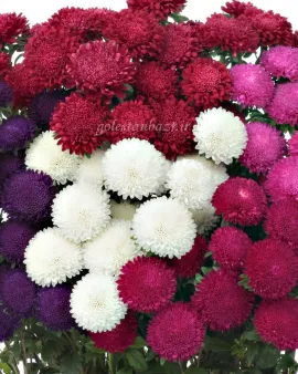 بذر گل مینا چمنی (Bonita Mix)