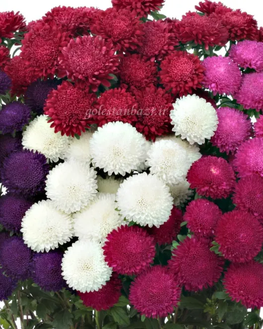 بذر گل مینا چمنی (Bonita Mix)