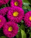 بذر گل مینا چمنی (Matsumoto Rose)