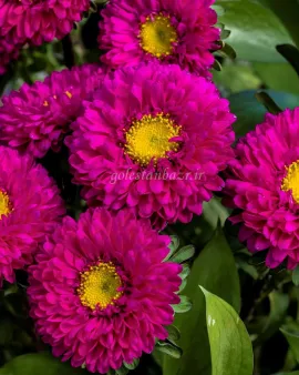 بذر گل مینا چمنی (Matsumoto Rose)