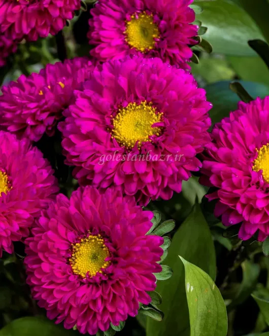 بذر گل مینا چمنی (Matsumoto Rose)