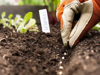 چگونه بذرها را با موفقیت در فضای سبز و باغ خود بکارید