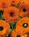 بذر گل همیشه بهار (Touch of Red Orange)