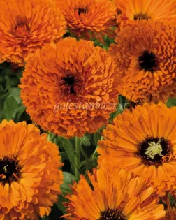بذر گل همیشه بهار (Touch of Red Orange)