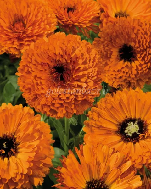 بذر گل همیشه بهار (Touch of Red Orange)