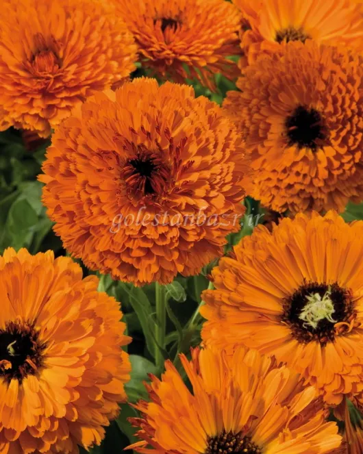 بذر گل همیشه بهار (Touch of Red Orange)