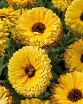 بذر گل همیشه بهار (Touch of Red Yellow)