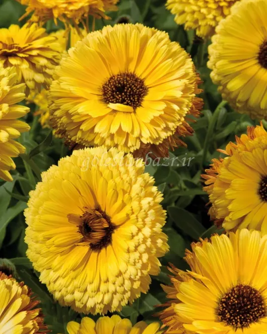 بذر گل همیشه بهار (Touch of Red Yellow) بذر گل همیشه بهار (Touch of Red Yellow)