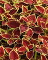 بذر گل حسن‌یوسف (Premium Sun Crimson Gold PLT)