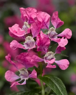 بذر گل کوفیا یا کوفه‌آ (riracha Pink)