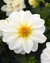 بذر گل کوکب (Figaro White)