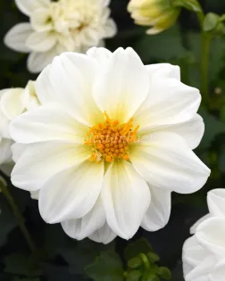 بذر گل کوکب (Figaro White)