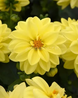 بذر گل کوکب (Figaro Yellow Shades)