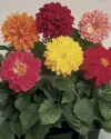 بذر گل کوکب (Fresco Mix CT)