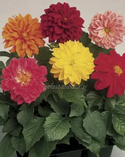 بذر گل کوکب (Fresco Mix CT)