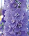 بذر گل زبان‌ در قفا / دلفینیوم (Aurora Lavender)