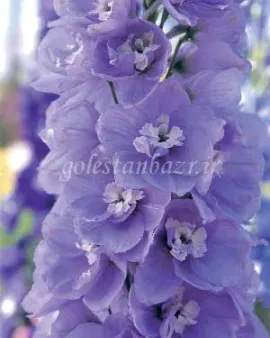 بذر گل زبان‌ در قفا / دلفینیوم (Aurora Lavender)