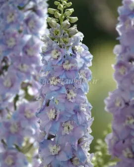 بذر گل زبان‌ در قفا / دلفینیوم (Guardian Lavender)