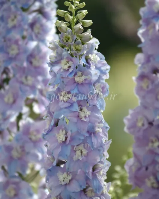 بذر گل زبان در قفا / دلفینیوم (Guardian Lavender) بذر گل زبان در قفا / دلفینیوم (Guardian Lavender)
