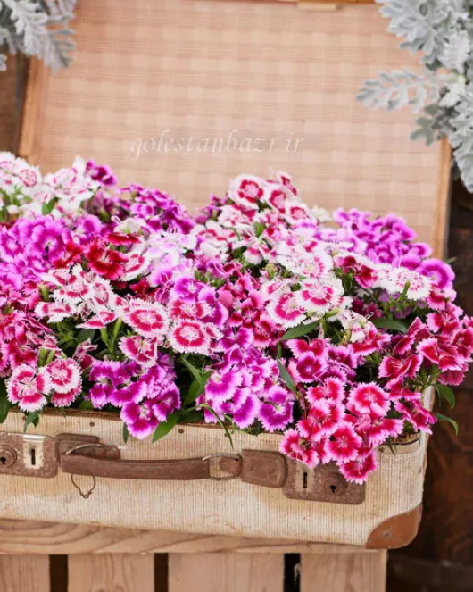 بذر گل قرنفل (Chiba Picotee Mix) بذر گل قرنفل (Chiba Picotee Mix)