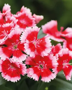 بذر گل قرنفل (Chiba Strawberry)