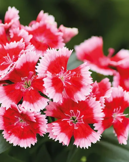 بذر گل قرنفل (Chiba Strawberry) بذر گل قرنفل (Chiba Strawberry)