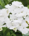 بذر گل قرنفل (Chiba White)