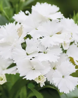 بذر گل قرنفل (Chiba White)