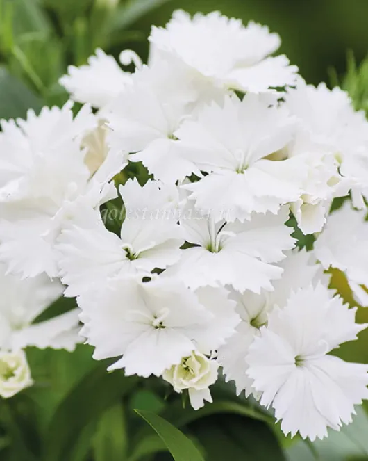 بذر گل قرنفل (Chiba White) بذر گل قرنفل (Chiba White)