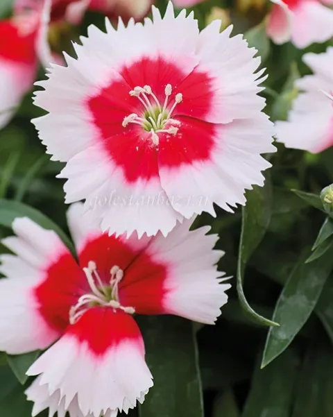 بذر گل قرنفل (Diana Red Centered White)