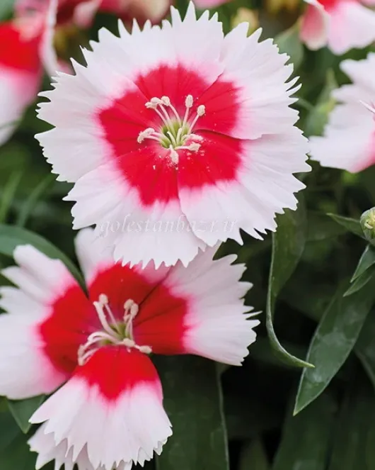بذر گل قرنفل (Diana Red Centered White) بذر گل قرنفل (Diana Red Centered White)