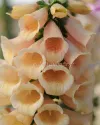 بذر گل انگشتانه یا دیجیتالیس (Dalmation Peach)