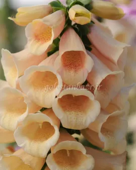 بذر گل انگشتانه یا دیجیتالیس (Dalmation Peach)