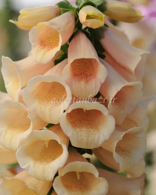بذر گل انگشتانه یا دیجیتالیس (Dalmation Peach) بذر گل انگشتانه یا دیجیتالیس (Dalmation Peach)
