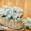 انواع بذر گل برگ نقره ای