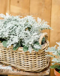 بذر گل برگ نقره ای (Quicksilver PLT)