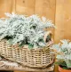 انواع بذر گل برگ نقره ای (1)