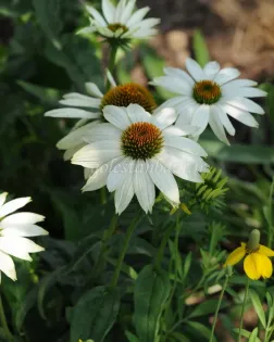 بذر گل سرخارگل یا اکیناسه (PowWow White)