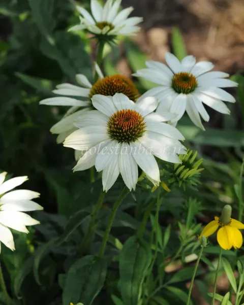 بذر گل سرخارگل یا اکیناسه (PowWow White)