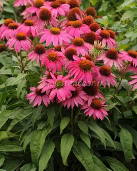بذر گل سرخارگل یا اکیناسه (PowWow Wild Berry)