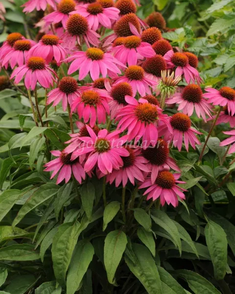 بذر گل سرخارگل یا اکیناسه (PowWow Wild Berry)