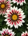 بذر گل گازانیا (New Day Rose Stripe CT)