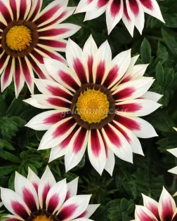 بذر گل گازانیا (New Day Rose Stripe CT)