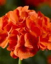 بذر گل شمعدانی (Maverick Orange)