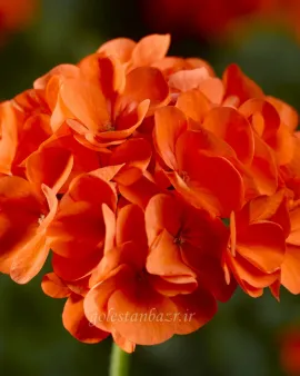 بذر گل شمعدانی (Maverick Orange)