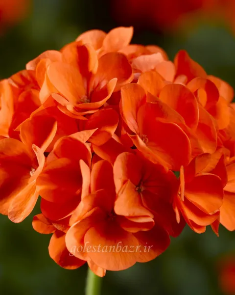 بذر گل شمعدانی (Maverick Orange)