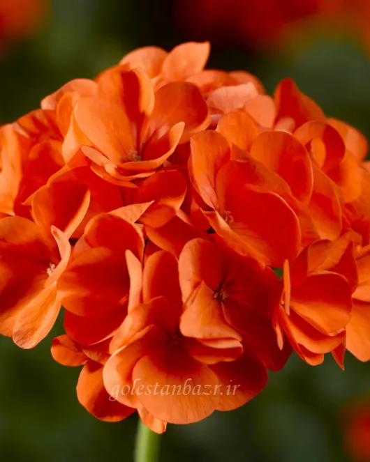بذر گل شمعدانی (Maverick Orange)